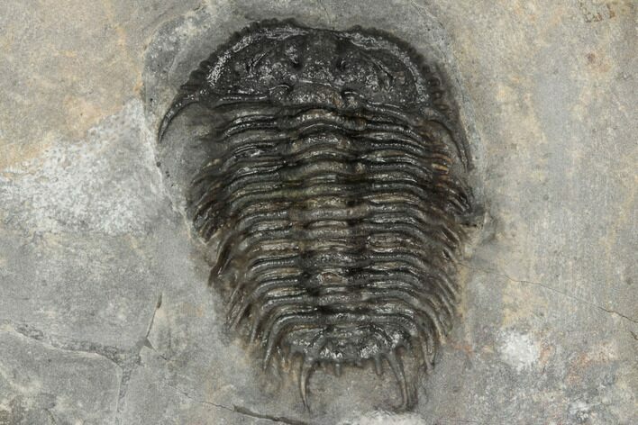 Rare, Gondwanaspis Trilobite - Issoumour, Morocco #191734